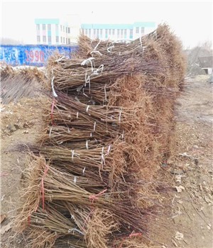新聞:雙遼布朗李子苗預(yù)訂從速--雨田園藝場